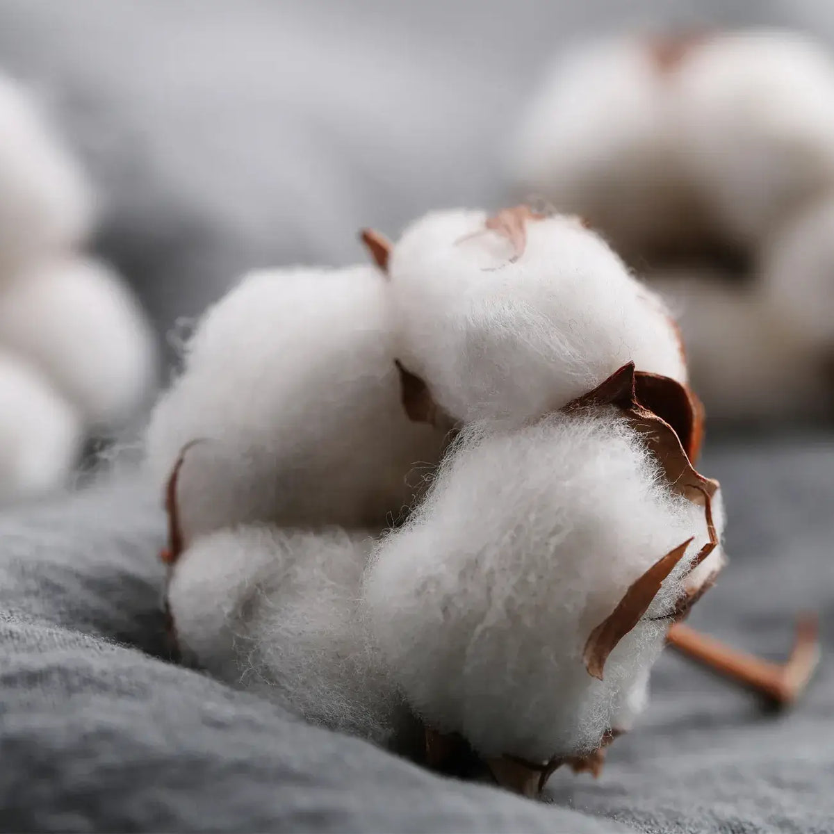 Coconut Candle-Grows into a plant-Cotton Flower